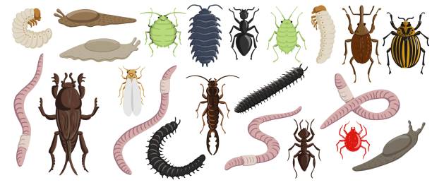 vector drawing set of garden pests vector drawing set of garden pests, beetles, bugs, insects nd wirms isolated at white background, hand drawn illustration arthropod stock illustrations