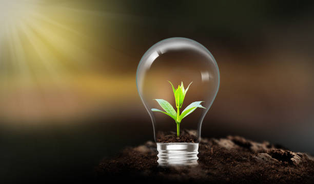 istock Light bulb with growing tree, energy-saving and environmental concept. Ecological friendly and sustainable environment 2193220817