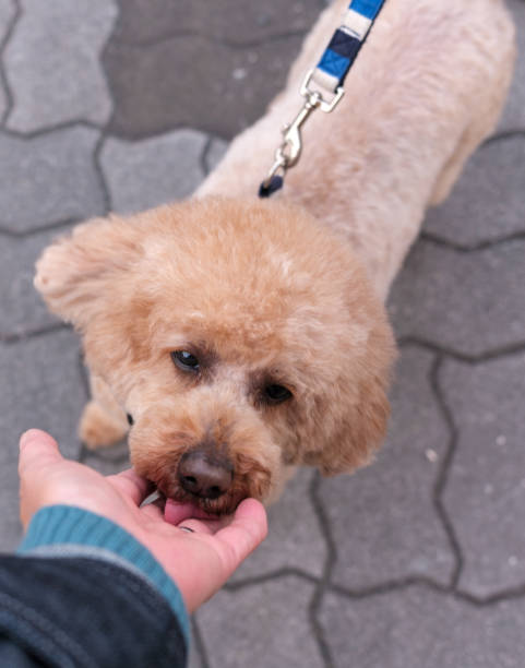A toy poodle licking a woman’s hand.