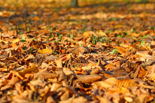 istock Land covered with autumn maple leaves 2193223009