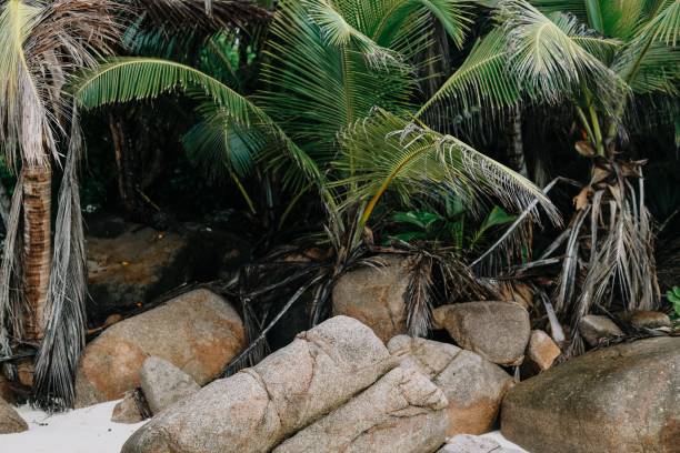 istock Rocks and palms in Seychelles National Park 2193223104