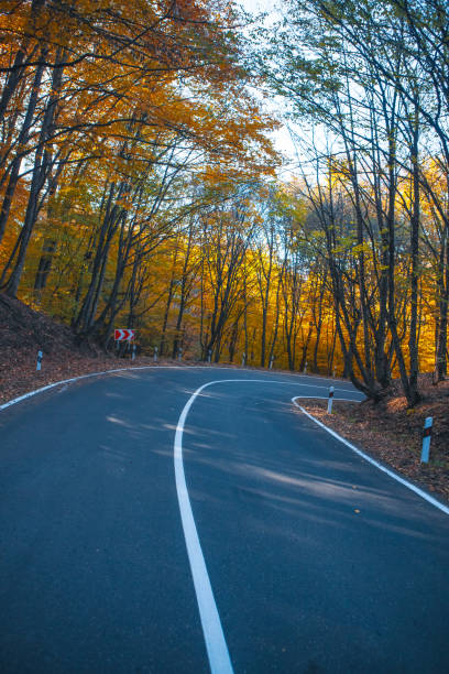 istock beautiful road in the forest . 2193223759
