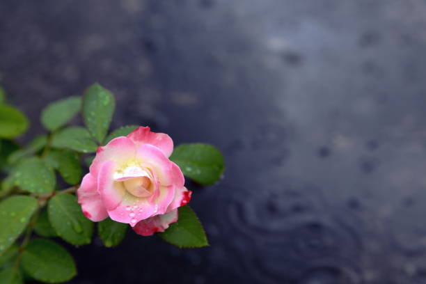 pop up colour pink rose in the rain