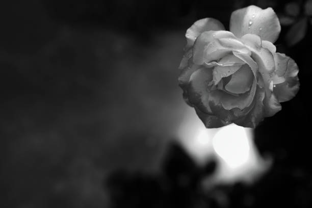 the light smoothly thouch rose flower in black andd white tone color