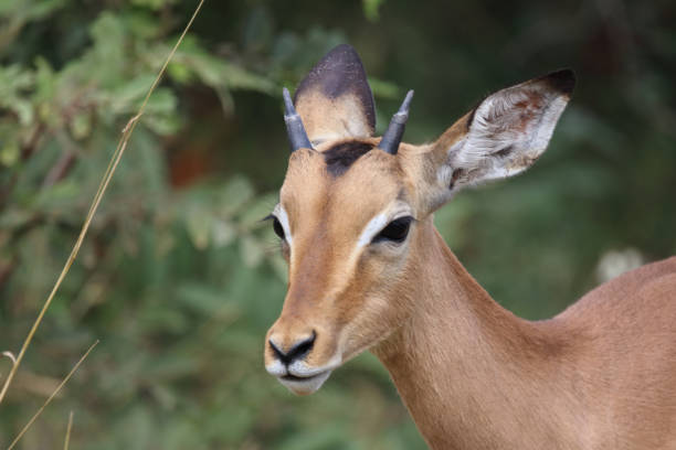 istock Schwarzfersenantilope / Impala / Aepyceros melampus 2193224373