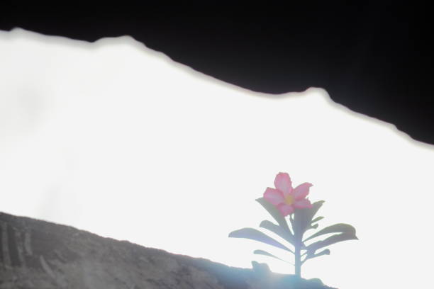 frangipani flower between black and grey colour