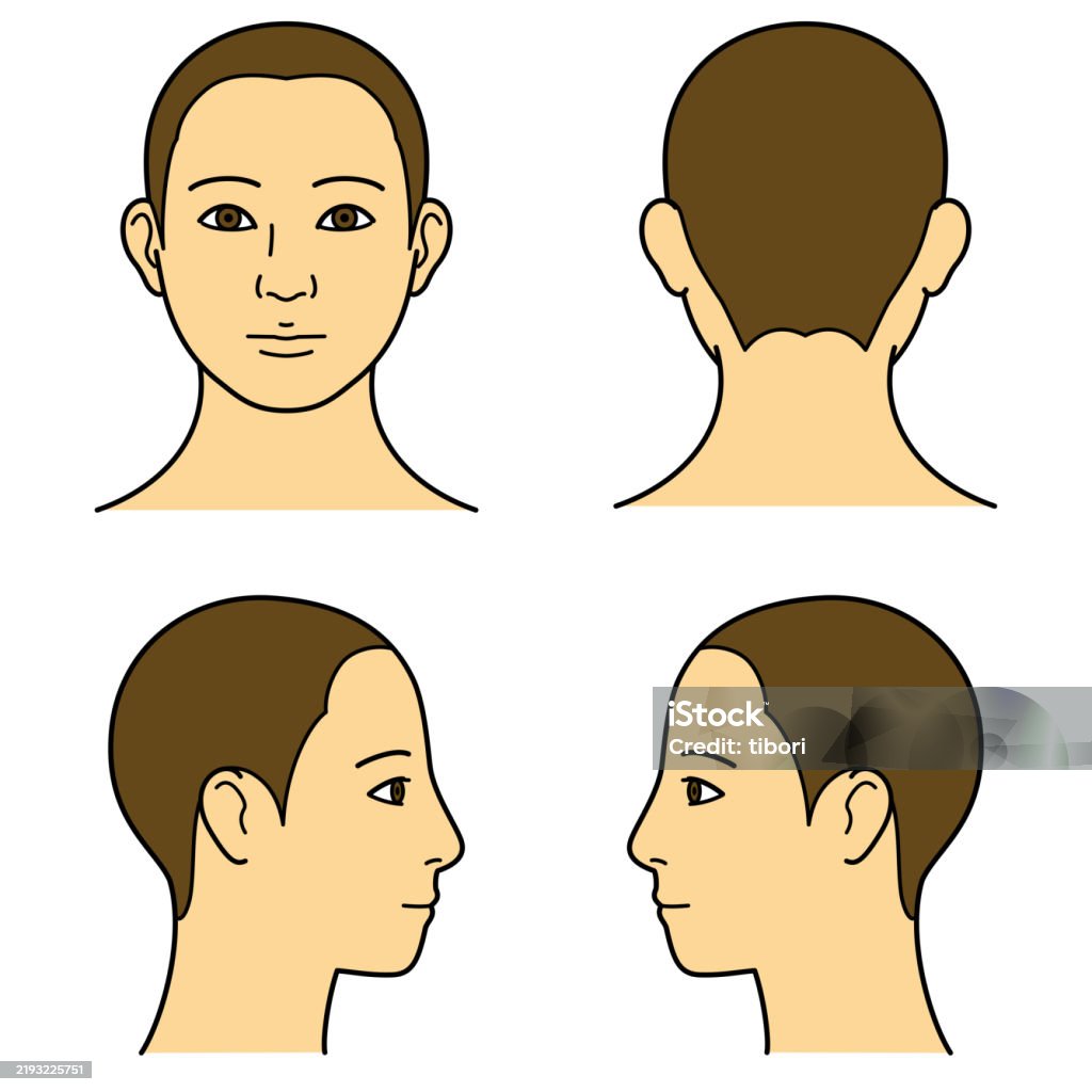 Cabeza Ripe Vector Vetores de Modelo De Cabeça Humana Cabeça Raspada Contorno Vista ...