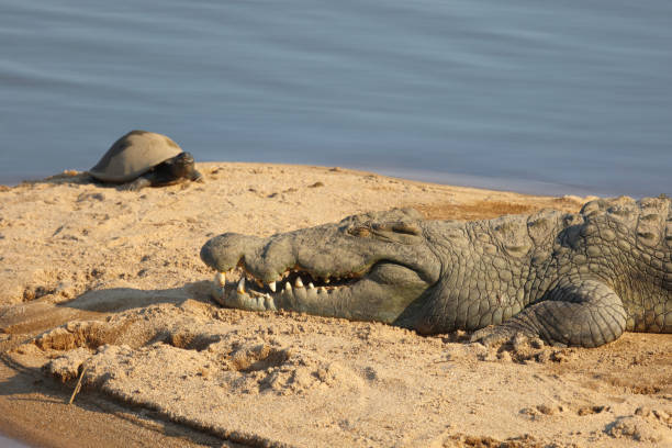 istock Nilkrokodil / Nile crocodile / Crocodylus niloticus 2193226283