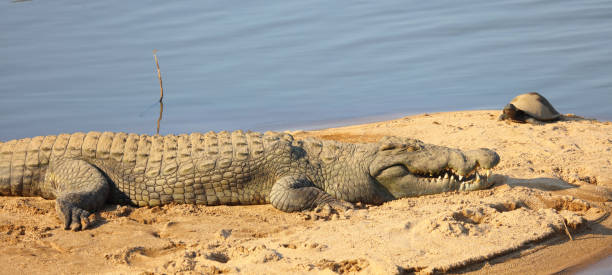 istock Nilkrokodil / Nile crocodile / Crocodylus niloticus 2193226289