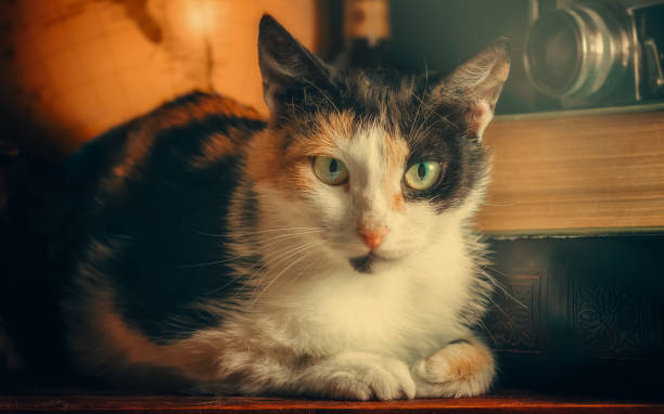 tricolor adult cat among old things in the sunlight