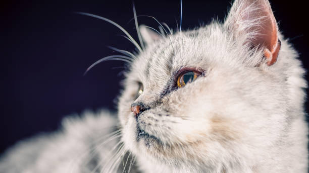 istock portrait of a gray cat 2193228313