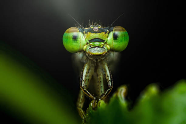 istock Damselfly showing its big green eyes on a dark background 2193230087