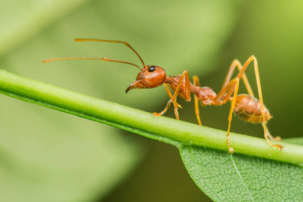 istock Red ant walking on a green branch in nature close-up 2193230093