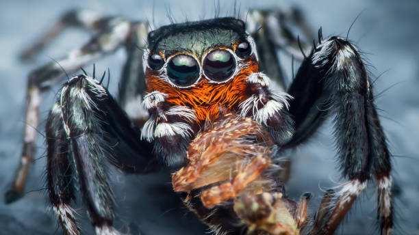 istock Jumping spider eating insect macro photography 2193230239