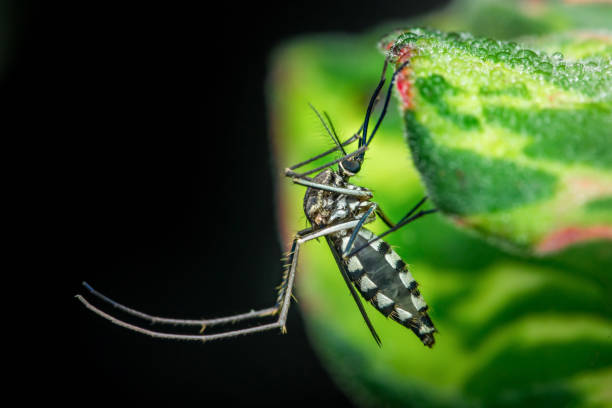 istock Asian tiger mosquito resting on a dew-covered leaf 2193230296