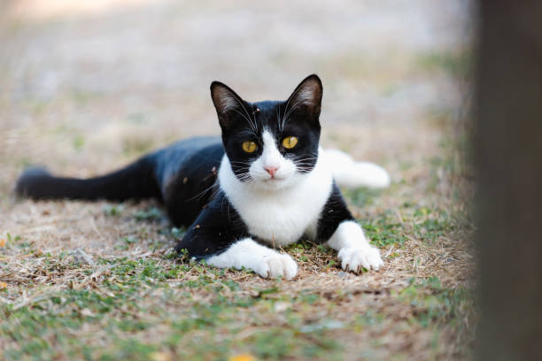 istock Bicolor cat relaxing on grass in a sunny day 2193230352