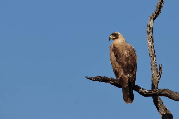istock Wahlbergsadler - seltene hellbraune Variante / Wahlberg's  eagle - rare light-browed variant / Aquila wahlbergi 2193230461