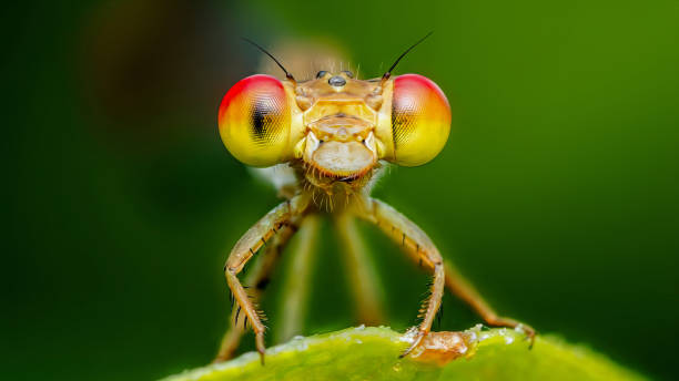 istock Damselfly showing its big red and yellow eyes on green background 2193230641