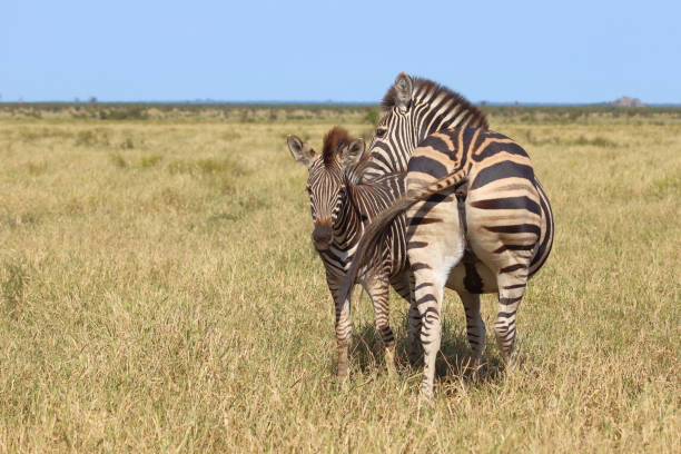 safari in wilderness