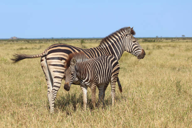 istock Steppenzebra / Burchell's zebra / Equus quagga burchellii 2193230722