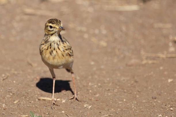 istock Sabotalerche / Sabota Lark / Calendulauda sabota 2193230782