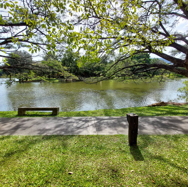 istock The serene atmosphere, surrounded by trees around the lake 2193231851