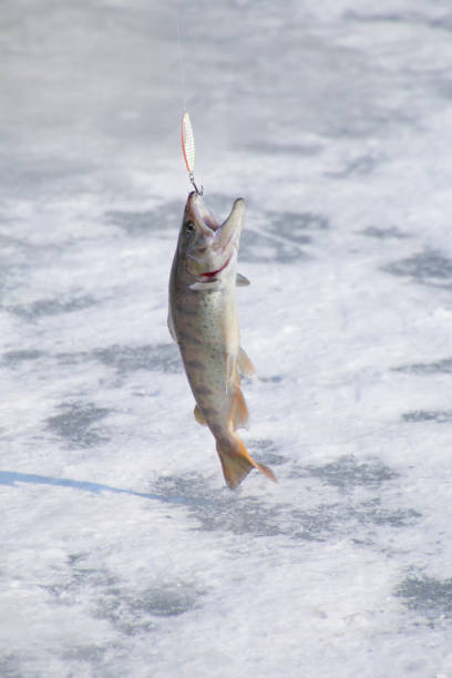 Fishing rod with a perch brought in the ice during some winter fishing, Finland