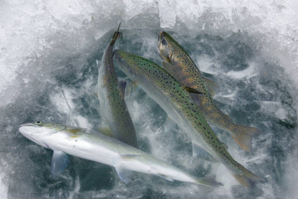 istock Salmon family freshwater fish trout 2193232861