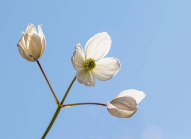 istock stem with three flowers of clematis 2193233646