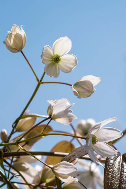 istock clematis lanuginosa plant with flowers on sky background 2193233654