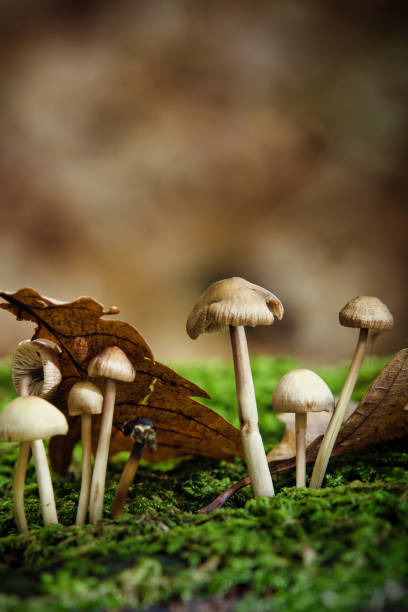 istock Cluster of small mushrooms 2193236386