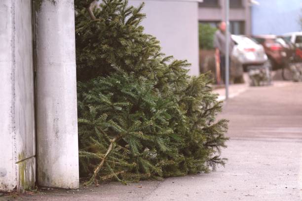 Discarded christmas tree after the Holiday on the sidewalk. Horizontal image.