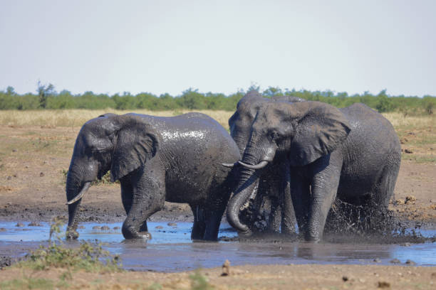 istock Afrikanischer Elefant / African elephant / Loxodonta africana 2193240766