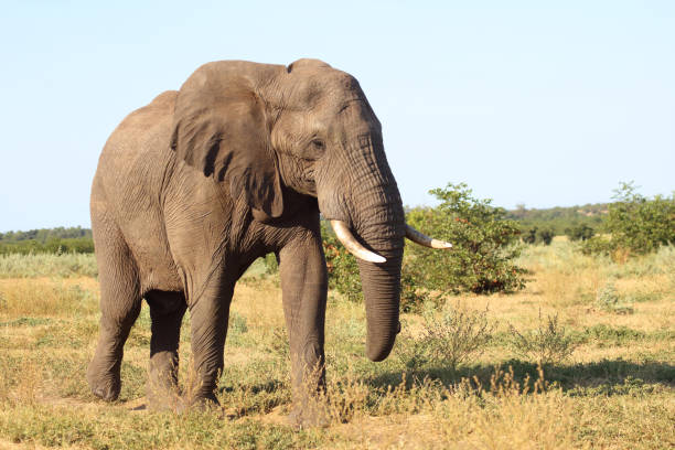 istock Afrikanischer Elefant / African elephant / Loxodonta africana 2193241545