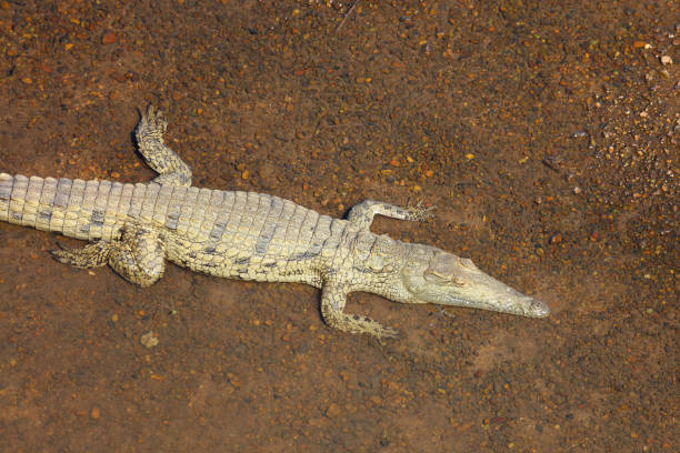 Nilkrokodil / Nile crocodile / Crocodylus niloticus