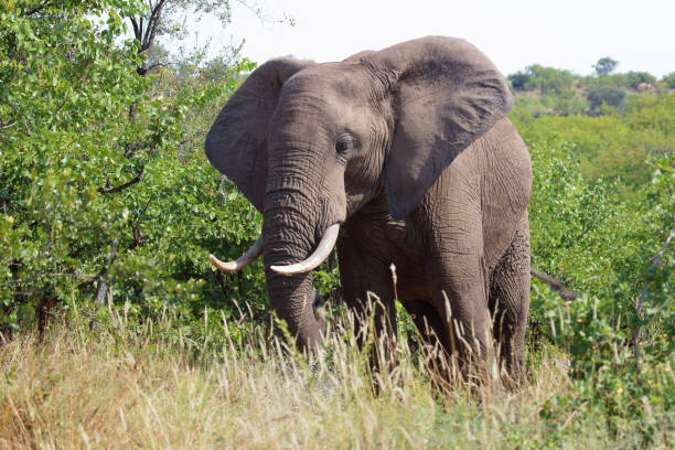 istock Afrikanischer Elefant / African elephant / Loxodonta africana 2193242268