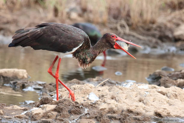 istock Schwarzstorch / Black Stork / Ciconia nigra 2193242497