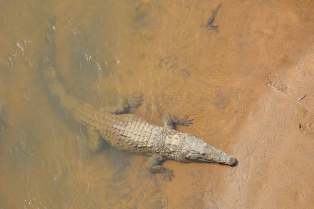 istock Nilkrokodil / Nile crocodile / Crocodylus niloticus 2193242871
