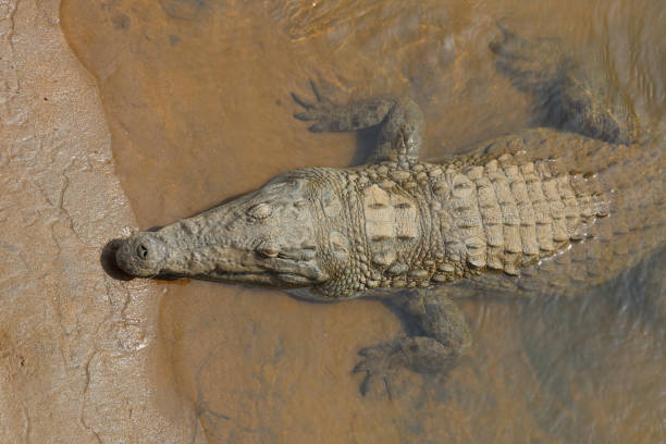 istock Nilkrokodil / Nile crocodile / Crocodylus niloticus 2193242873