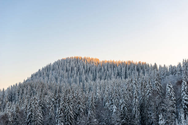 First morning rays at covered with snow coniferous forest in Rhodope mountains. Smolyan province, Bulgaria, Europe.