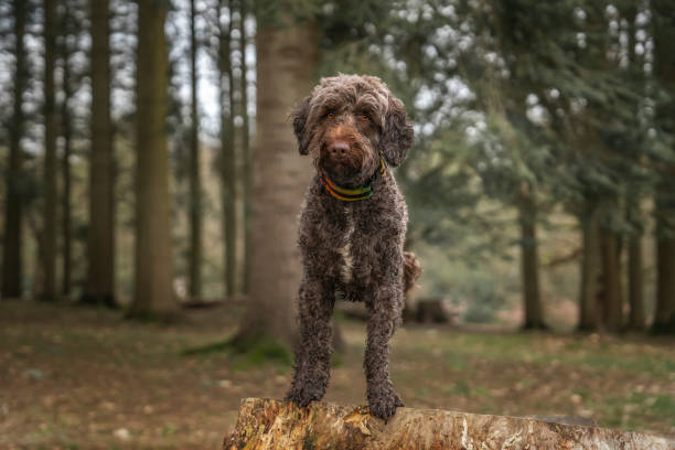 istock Brown springerpoo in Virginia Water standing on a tree stump 2193245432