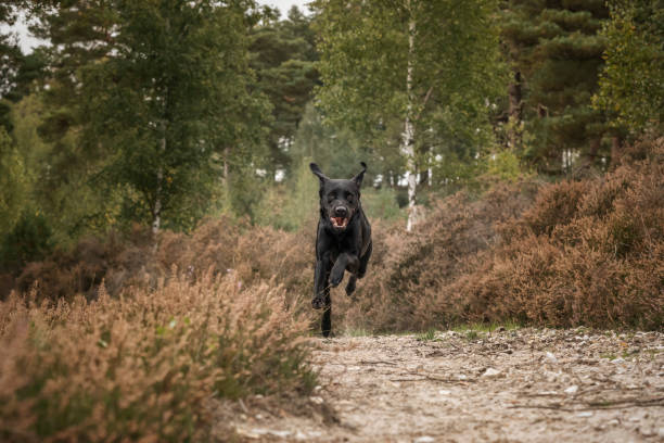 istock Black Labrador dog in the fields and forest in the summer on a run 2193245801