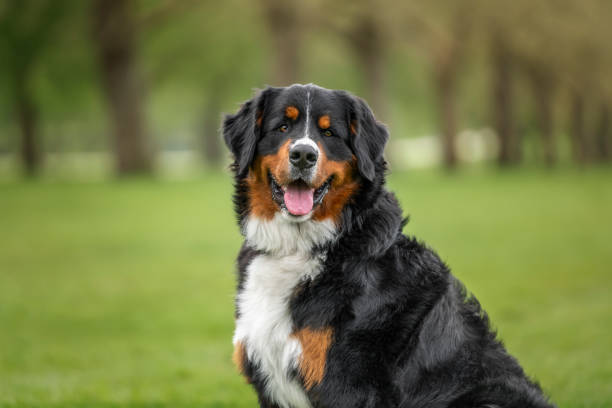 istock Bernese Mountain Dog on Windsor Long Walk looking happy at the camera 2193245824