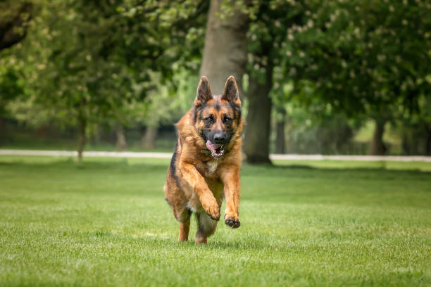 istock German Shepherd Dog on Windsor Long Walk on a fast run 2193245887