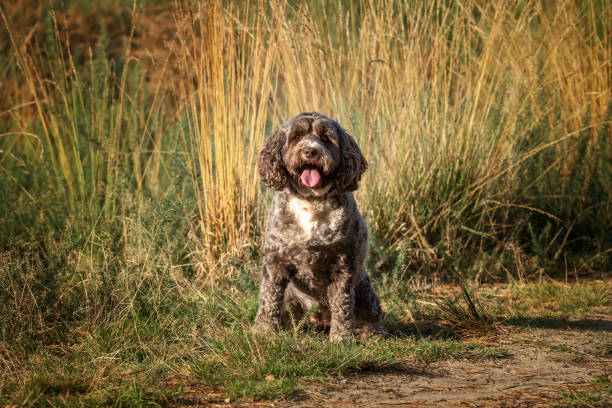 istock Cockapoo dog posing in the fields and forest in the summer in Surrey 2193246036