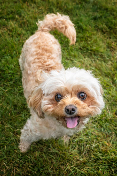 istock Cavachon on Ascot Racecourse in Berkshire looking up very cute 2193246100