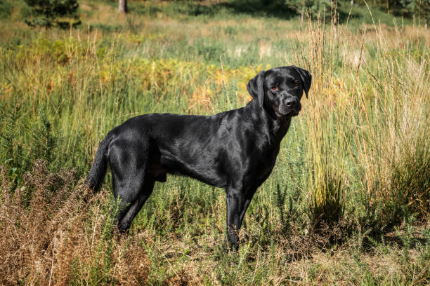 istock Black Labrador dog in the fields and forest in the summer 2193246615