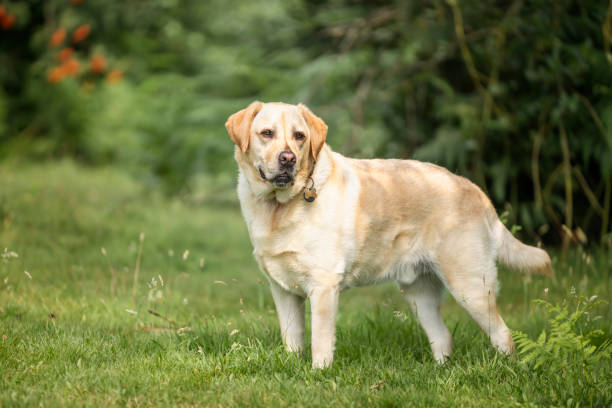 istock Yellow Labrador having fun at Ascot Heath in the summer 2193246870