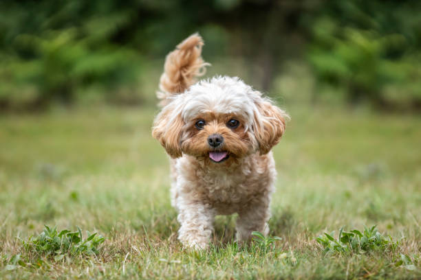 istock Cavachon on Ascot Racecourse in Berkshire 2193247064