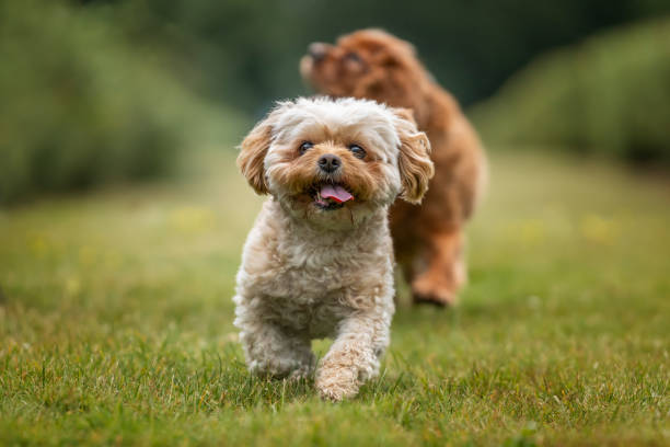 istock Cavachon on Ascot Racecourse in Berkshire 2193247249